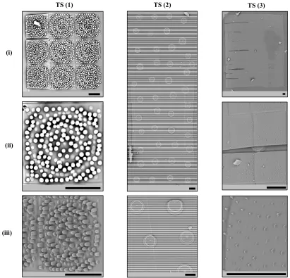 Figure 7: S.E.M images showing the printed surface arrays for enhanced biointegration