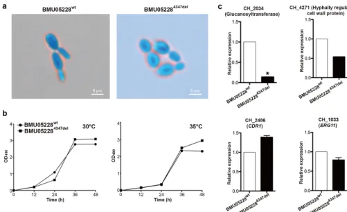 FIG 6Phenotype and gene expression differences between wild-type and CH_4347 knockout BMU05228 strains