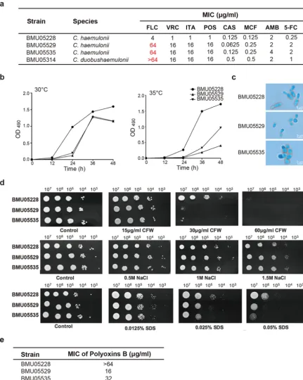 FIG 1 The phenotype differences amongwith 100presented. (c) Cell morphology under a light microscope (stress.examined at different time points through XTT assay