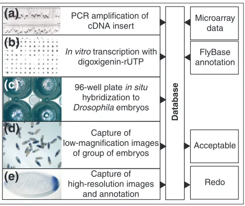Figure 1Overview of the in situ production pipeline. (a-e) Examples illustratingeach step of the high-throughput production of RNA in situ patterns.(a) Photograph of an agarose gel showing PCR products from a single96-well plate