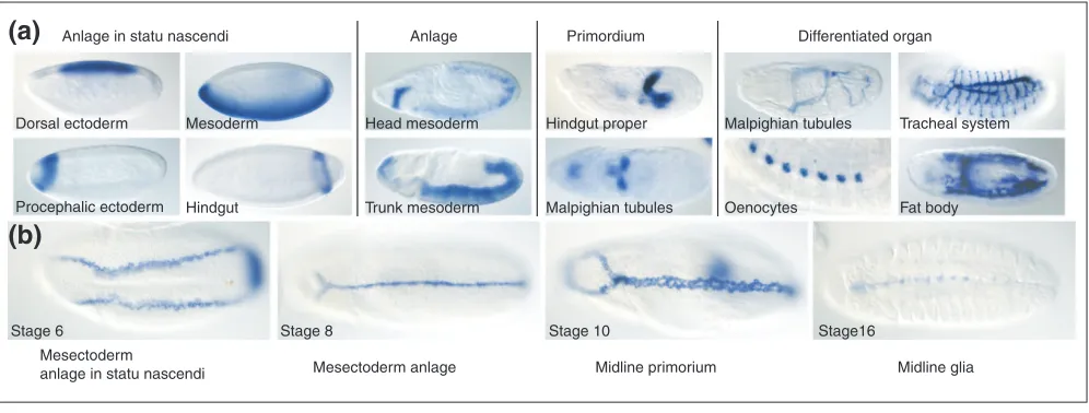 Figure 6Textual annotations using controlled vocabularies. (a) General categories of anatomical terms and the developmental relationships between them