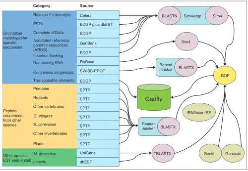 Figure 1Gadfly data sources and analyses. This figure provides an overview of the pipeline analyses that flow into the central annotation database (Gadfly) and areprovided to the curators for annotation