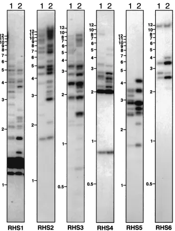 FIG. 8. Southern blot analysis of RHScompletion withwith the RHS1- to RHS6-speciﬁc probes to a Southern blot