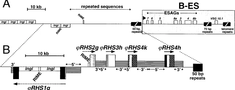 FIG. 9. Gene organization of the BAC-26P8 clone which contains the B-ES of VSG 10.1regions in TREU927/4 GUTat10.1, as previously described (36)