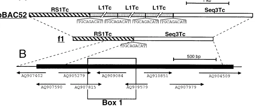 FIG. 10. Characterization of an RHSCL-Brener and Maracay strains, respectively, as previously reported by Olivares et al
