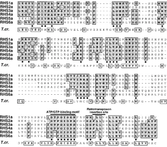 FIG. 3. Amino acid alignment of box 1 domain from RHS1a-6a proteins and related T. cruziby an asterisk in the left margin of Fig