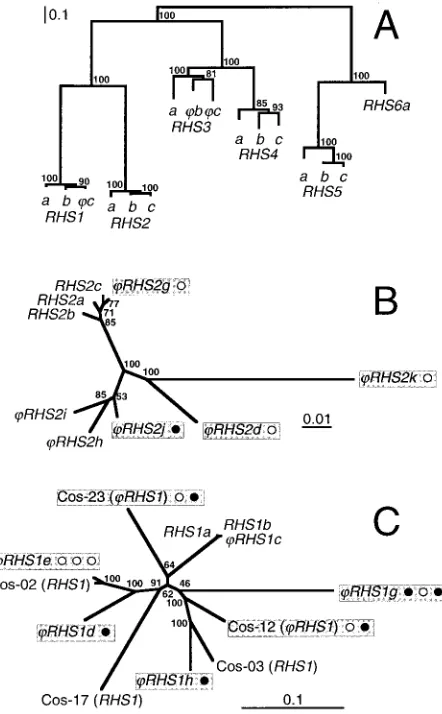 FIG. 4. Phylogenetic analysis of RHS proteins and RHSgenes. (A) The phylogenetic tree was constructed with three full-lengthRHS amino acid sequences (a, b, and c) speciﬁc for each RHS sub-family except RHS6, for which only a single full-length sequence has