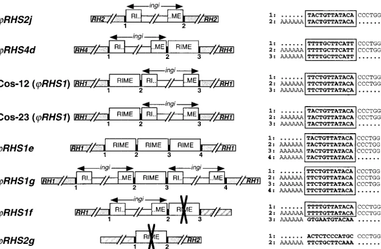 FIG. 6. Western blot analysis of RHS proteins. Lysates (4 �AnTat1 (BF) were analyzed by Western blotting with the immune sera speciﬁc for tubulin, RHS1, RHS2, RHS4, RHS5, and RHS6