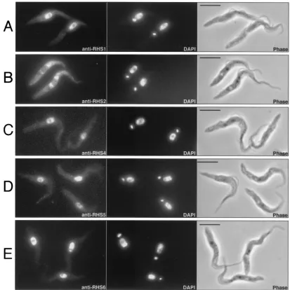 FIG. 7. Immunolocalization of RHS proteins. T. bruceianti-RHS4 (C), anti-RHS5 (D), and anti-RHS6 (E) immune sera (ﬁrst column) and with DAPI (second column)