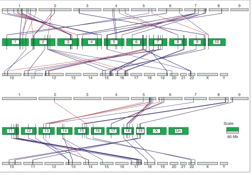 Figure 5The human doublet duplications and their matched mouse segments. Each green bar is a mouse chromosome, labeled with the chromosome name