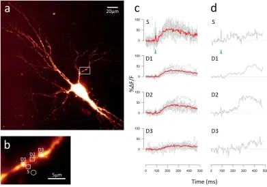 Figure 2. transient is clearly seen in the dendrite about 200 ms after the initial response in the spine