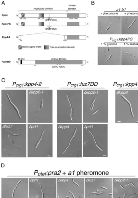 FIG. 3. Constitutively active kpp4the top were treated for 5 h with synthetic a1 pheromone dissolved inDMSO (gene expression