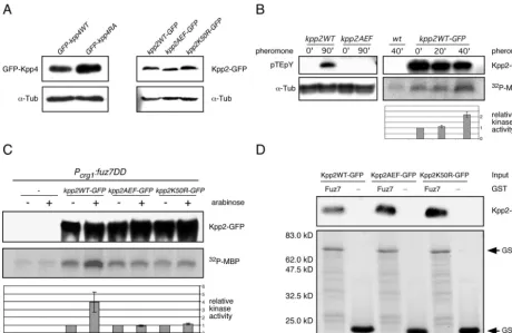FIG. 5. Pheromone as well as fuz7DDLeft panel, Western analysis of protein extracts from SG200GFP-kpp4WT and SG200GFP-kpp4RA grown in CM-Glc by using anti-GFP antibody.In the lower panel the Western blot was stained with anti-GFP, FB1kpp2AEF-GFP, and FB1kp