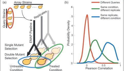 Figure 1 The paired experimental pipeline. (a) The pipeline for generating differential genetic interactions is the same as for static geneticinteractions except for a split onto treated and untreated plates in the last step