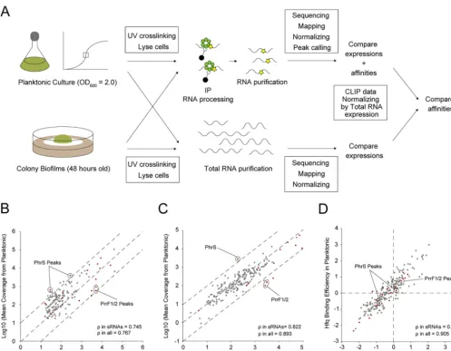 FIG 4Normalization and comparison of cross-linking immunoprecipitation with high-throughput sequencing of Hfq between planktonic and bioﬁlmconditions