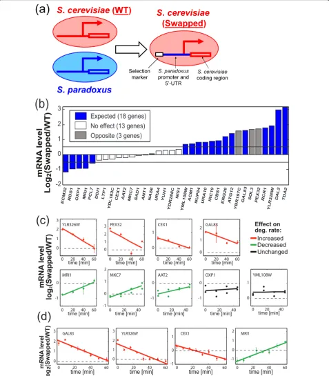 Figure 1 Swapping of upstream regulatory sequences affects transcription and mRNA degradationS