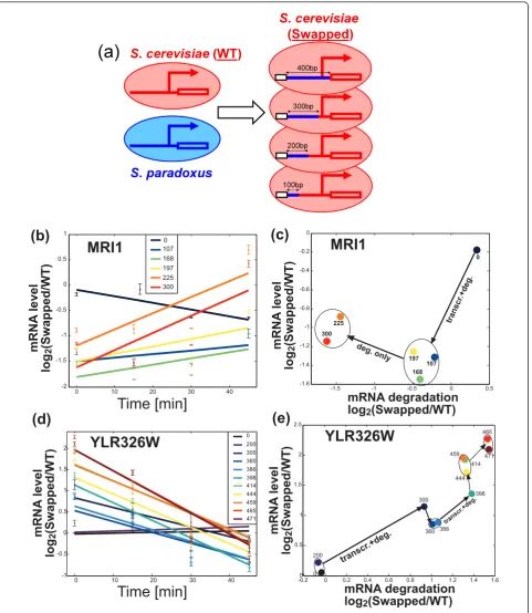 Figure 2 Analysis of smaller swapped segments reveals multiple distinct effects on transcription, mRNA degradation and theirnativeversus WT strains after transcriptional arrest of MRI1 (b) and YLR326W (d)