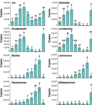 FIG 5The change of copy numbers of overall bacteria (16S rRNA copies) and bacterial genera atdifferent time points of the three queen groupings