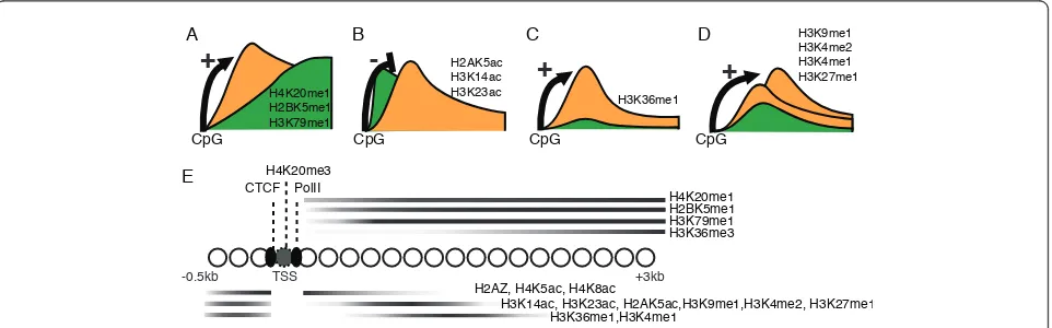 Figure 7 CTCF is bound immediately upstream of RNA polymerase in active CpG island promotersupstream of the initiation site, with similar recruitment in CpG genes with high and medium expression (a, b) and with high and low RNA