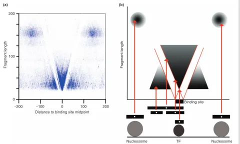 Figure 1. V-plots reveal chromatin features of transcription factor binding sites. (a) V-plot of MNase-seq data from Kent et al