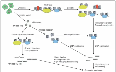 Figure 2. Summary of techniques for base-pair resolution epigenome mapping. Schematic representations of ChIP-exo, MNase-seq, and DNase-seq