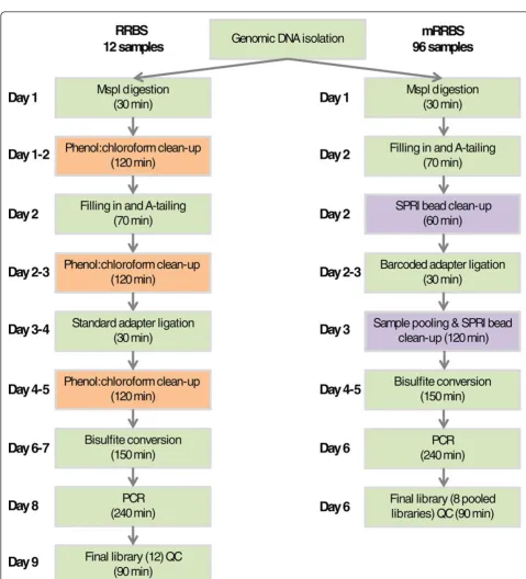 Figure 1 Flowchart comparing RRBS and mRRBS stepshighlight phenol:chloroform clean-up and preparative agarose gel purification steps that were omitted in the new mRRBS protocol