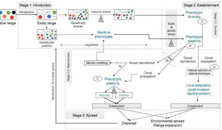 Figure 1. Conceptual framework for differentiating genetic and epigenetic basis for phenotypic vari-ations across three stages of alien plant invasion process (introduction, establishment, spread)