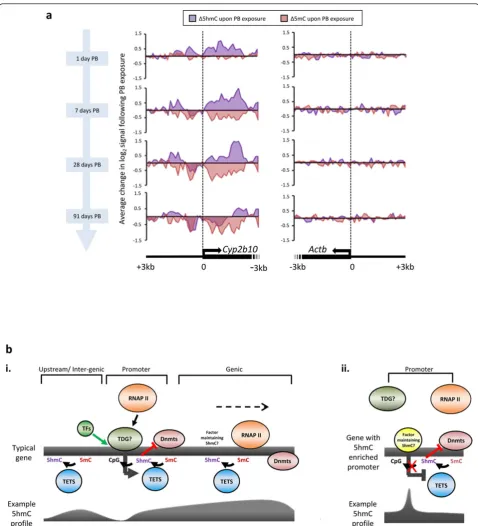 Figure 4 Prolonged phenobarbital exposure results in depletion of both 5mC and 5hmC over theexposure to PB leads to reciprocal perturbations of 5hmC and 5mC patterns over the28 or 91 days display dynamic changes to their 5mC (red) and 5hmC (purple) profile