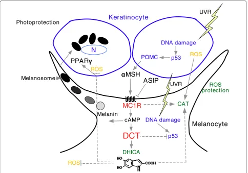 Figure 2. Protection pathways in the skin against ultraviolet radiation (UVR). UVR induces DNA damage, which leads to activation of p53 and the formation of POMC and MC1R activation factors