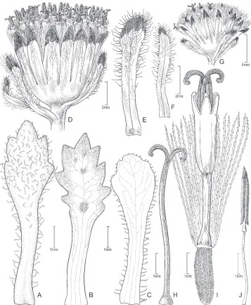 Figure 2. Senecio melanandrus A–C variability of leaves D capitulum E, F supplementary bracts G invo-lucre H style I achene and floret J stamen