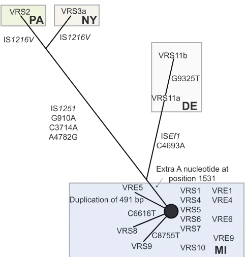FIG 2 Haplotype network of Tn1546 sequences. Numbering of the nucleo-tide changes refers to the position in sequence in comparison to the prototyp-ical Tn1546(GenBank accession no