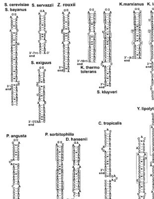 FIG. 1. Predicted secondary structures in the 3� ends of the 25S rRNAs are indicated. Distances are only approximate, since the exact 3 ETS sequences of the pre-rRNAs in various Hemiascomycetes