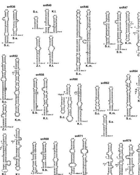 FIG. 2. Predicted secondary structures in the 5�Saccharomyces servazziithe last nucleotides of the stems to the predicted 5not been experimentally mapped but are estimated from the-end processing signals of Hemiascomycetes snoRNAs