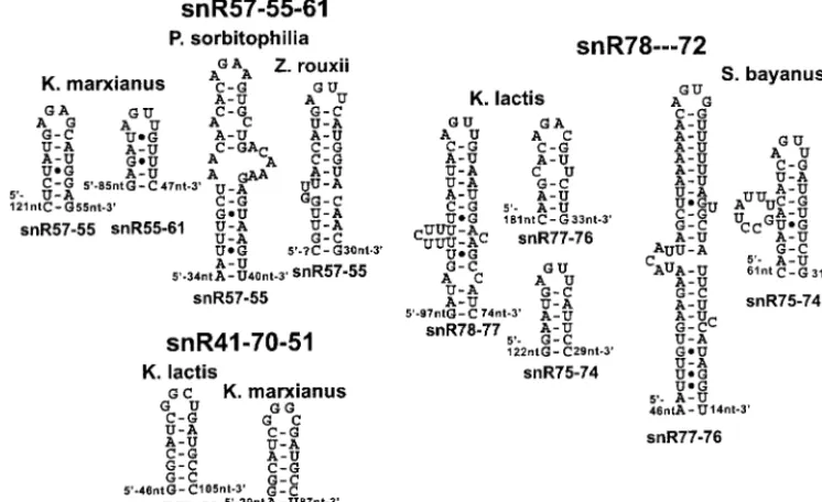 FIG. 3. Predicted secondary structures in intergenic spacers of polycistronic precursors of box C/D snoRNAs