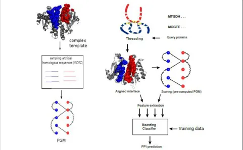 Figure 2 Flowchart of Coev2Net. Left: Markov chain Monte Carlo (MCMC) sampling to generate synthetic homologous sequences for eachcomplex template