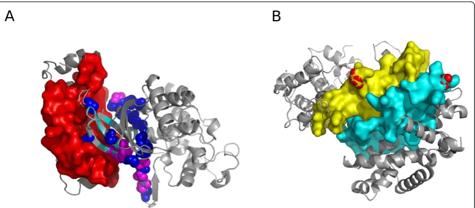 Figure 5 Functional insights from predicted interface. (a) Predicted interface for the interaction between BRAF (light blue) and PAK2 (redsurface)