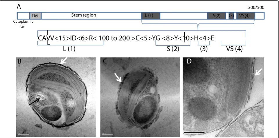 Figure 6 Sialyltransferase gene family and external scales covering Bathycoccus. (a) Structural organization of the Bathycoccus RCC1105sialyltransferase gene family