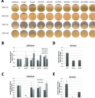 FIG 3 Analysis of GPCR deletion strains. (A) Growth of GPCR deletion mutants on rich medium versusdetermined by quantitative RT-PCR after growth on cellulose in constant darkness after 48, 72, and 96 hand are shown relative to wild-type (WT) QM6a results (