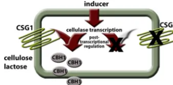 FIG 4Model of CSG1 function. Activation of cellulase gene transcription occurs in response to thepresence of an inducer