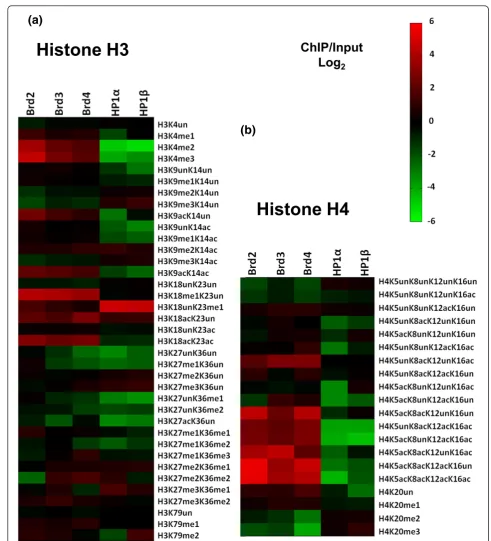 Figure 3 Quantification of PTMs on histone H3 and H4 peptides isolated with HP1 and Brd proteinsHeatmap depicting all modified forms of H4 peptides on HP1- and Brd-bound nucleosomes by mass spectrometry