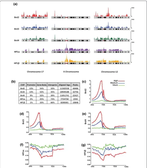 Figure 4 Mapping of Brd- and HP1-bound nucleosomes to their genomic locations. (a) Chromosome maps showing the density of Brd-and HP1-bound nucleosomes generated by Solexa Deep sequencing on chromosomes 17, × and 12