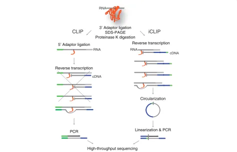 Figure 1 Schematic summary of CLIP and iCLIP methods. After UV cross-linking between protein and RNA, both methods purify the proteinof interest, ligate the 3’ adaptor, purify the protein-RNA complex, and digest the protein by proteinase K