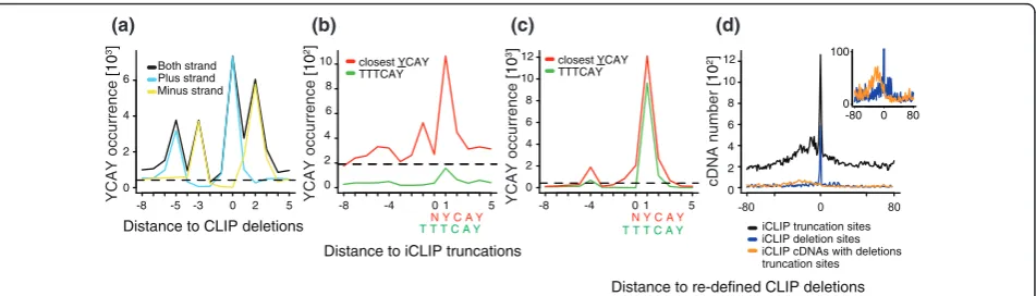 Figure 2 iCLIP cDNA truncations identify RNA cross-link sites of Nova proteins with nucleotide resolutionredefined CLIP cDNA deletions, where the position of deletions mapping within TTT motifs is assigned to the middle of TTT