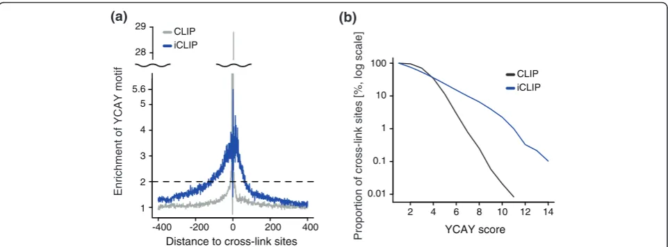 Figure 5 Comparison of the ability of CLIP and iCLIP to identify clustered YCAY motifscross-link sites starting at each position relative to cross-link sites identified by re-defined CLIP cDNA deletions and iCLIP cDNA truncations