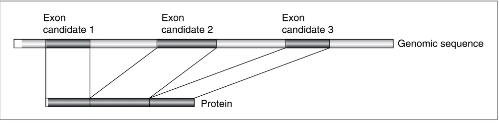 Figure 6The concept of alignment between protein and genomic sequences to identify candidate exons.