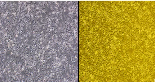 FIG 1Morphology of bovine vaginal epithelial cells. (a) The primary epithelial cells on day 7 mixed with a small quantity of ﬁbroblasts (200�)