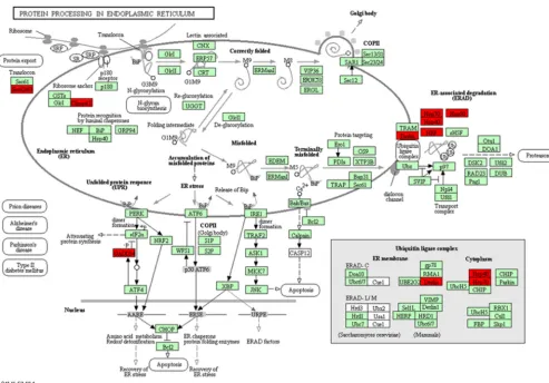 FIG 8 Identiﬁcation of DEGs relevant to protein processing in the endoplasmic reticulum pathway