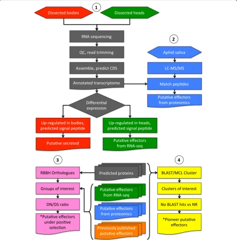 Fig. 1 Diagrammatic representation of the experimental procedure used to identify putative effectors fromglycines.effector, they were subjected to DN/DS analysis