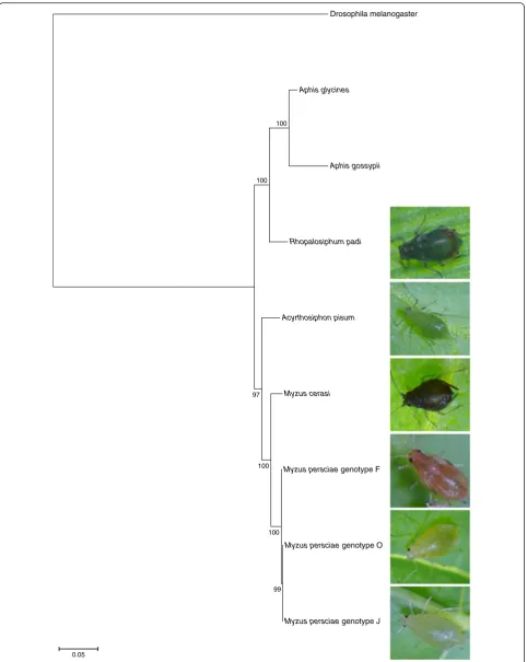 Fig. 2 Phylogenetic tree from maximum likelihood analysis of an alignment of 71 EOG genes per species using 150 bootstraps
