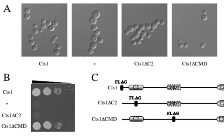 FIG. 8. The C2 domain of Cts1 is necessary for proper septation. (A) cts1CTS1orientation, Cts1visualized by DIC optics